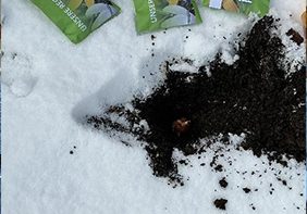 Krokusaktion Grundschule Denkingen