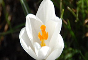 Blühende Krokuspflanze Weiß