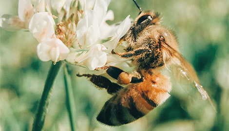 Impressionsbild einer Biene auf einer weißen Blume